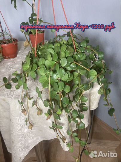 Ампельные растения часть 3