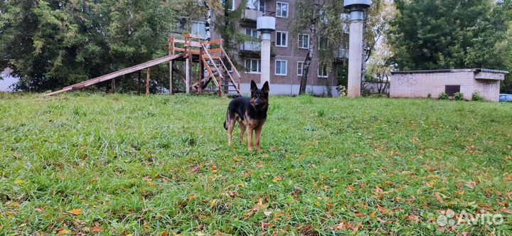Зевс ищет подругу