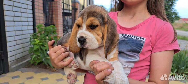 Щенки бигль