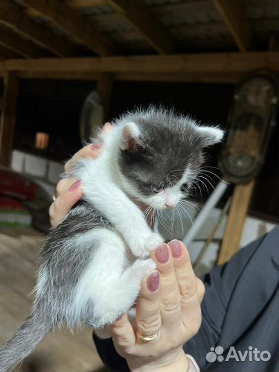 Отдам в добрые руки