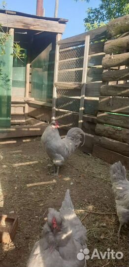 Инкубационное яйцо араукана лаванда