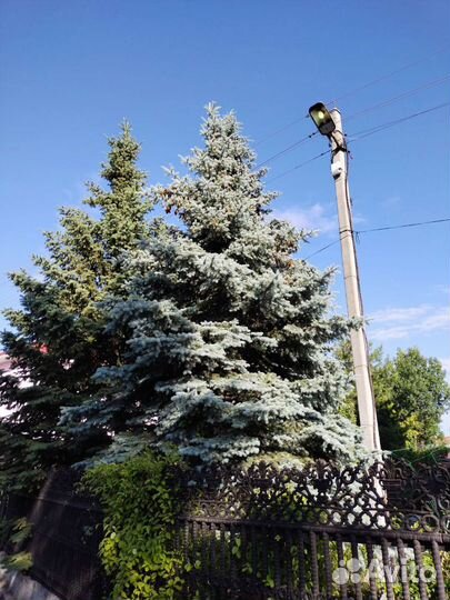 Саженцы ель голубая