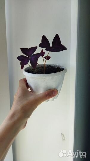 Батерфляй, без горшка