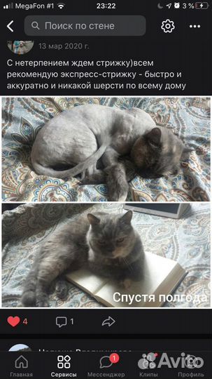 Стрижка Кошек с выездом на дом