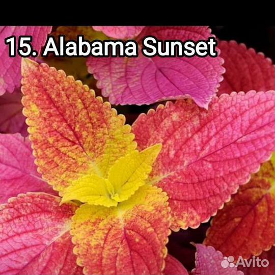 Колеусы часть девятая