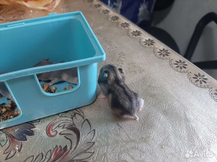 Джунгарский хомяк