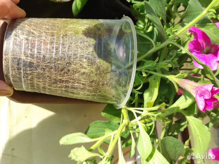 Петуния Тайдал вейв