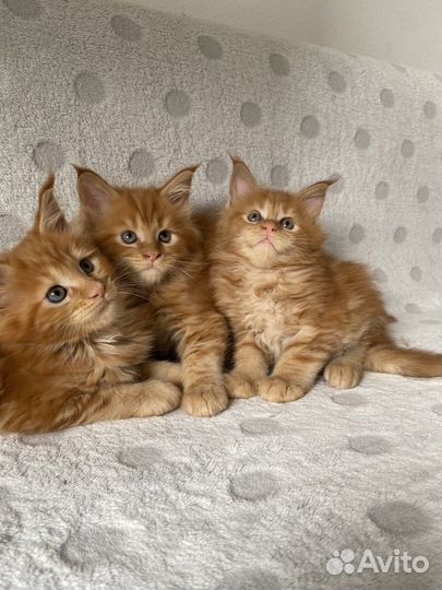 Котята мейн-кун