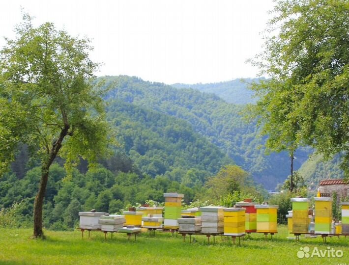 2024 Мёд натуральный алтайский опт