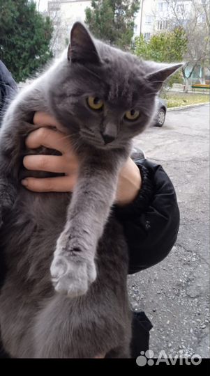 Барбара Кошечка