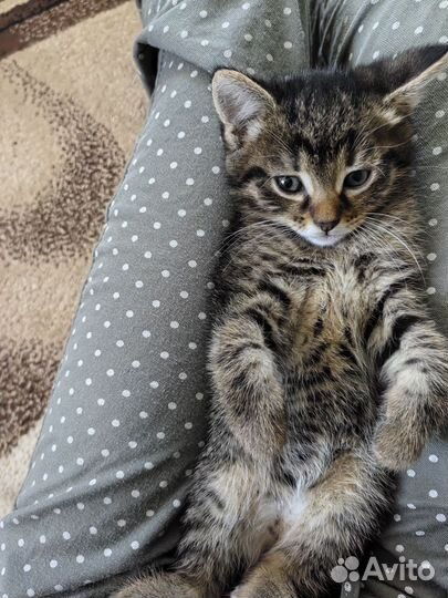 Котенок девочка