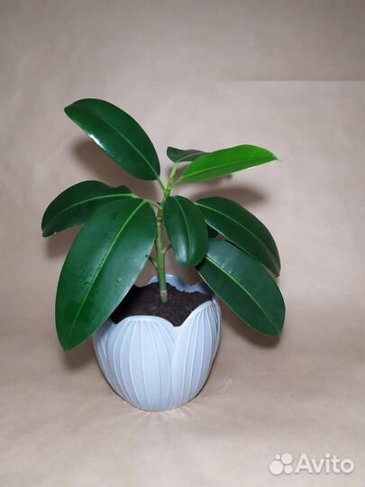 Фикус комнатное растение