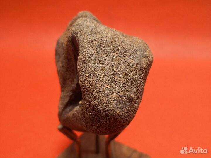 Окатанный позвонок ископаемого кита цетотерия