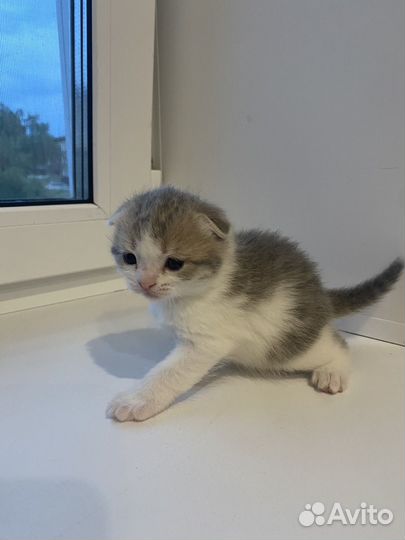 Шотландские вислоухие котята
