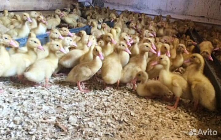 Утята стар 53