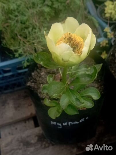 Пионы и Ито пионы жёлтые и не только