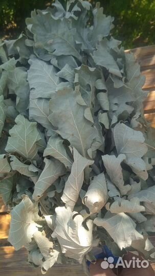 Дубовые И берёзовые веники для бани И сауны