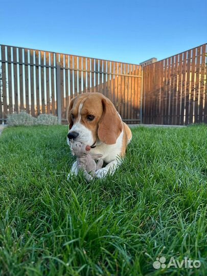 Бигль вязка