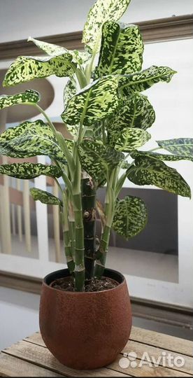 Диффенбахии