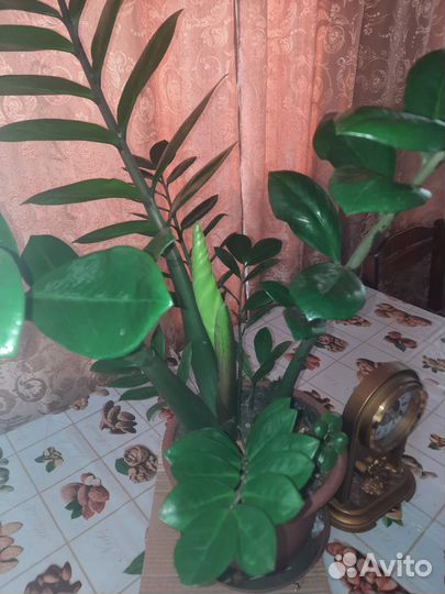 Замиокулькас