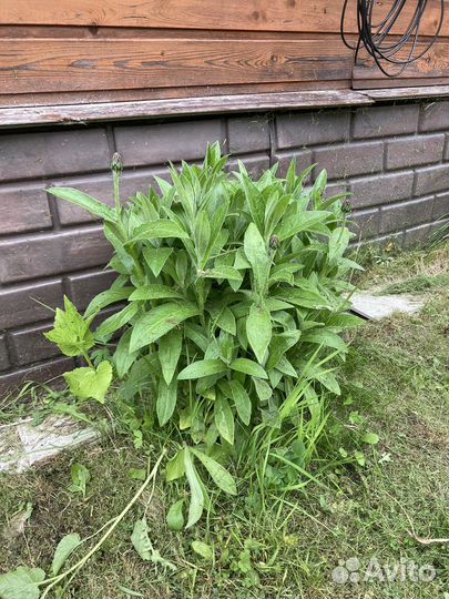 Васильки садовые