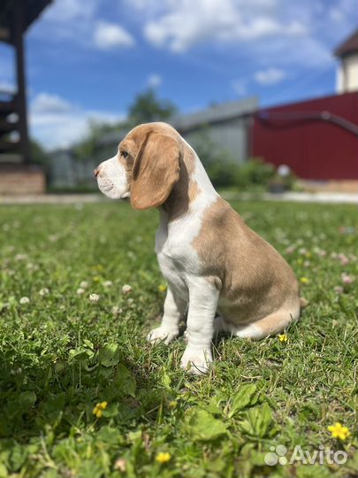 Щенок бигль девочка