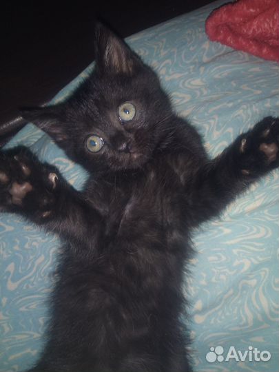 Шотландский котенок