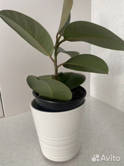 Фикус каучуконосный