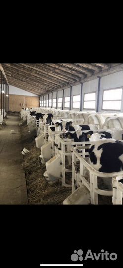 Телята бычки на откорм