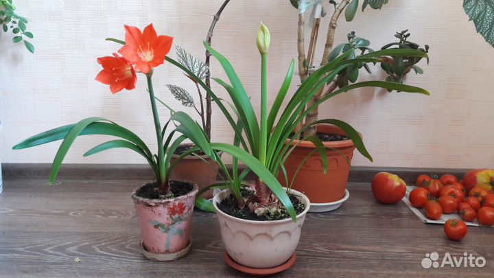 Кактусы взрослые и детки, амарилисы