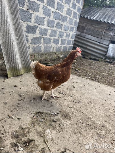 Куры несушки