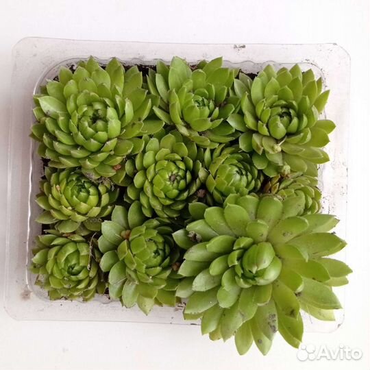 Молодило каменная роза