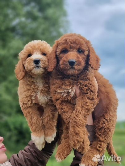 Лабрадудль мини, девочки