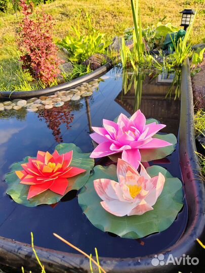 Декоративный лотос для пруда