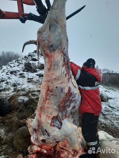 Закуп быка живьём, баранов овечки