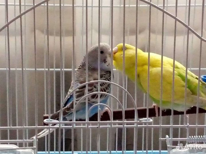 Передержка мелких животных