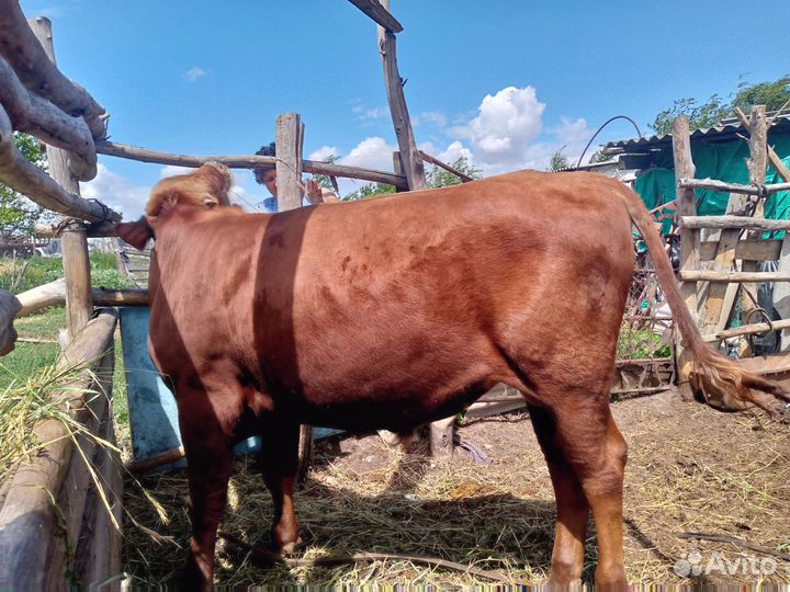 Бычок, 1 год и 3 месяца