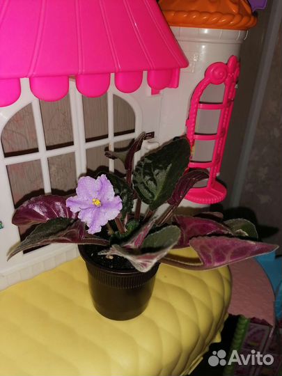 Комнатные цветы