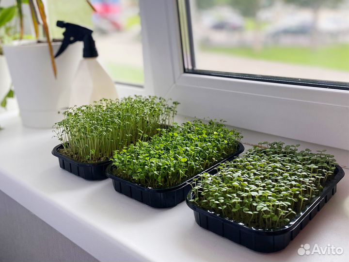 Лоток для микрозелени (розница и опт) арт.В055