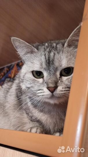 Миниатюрная Стешенька 3 года