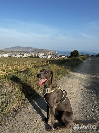 Вязка Веймаранер