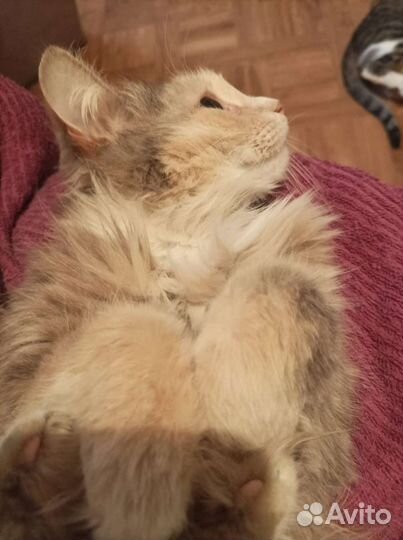 Кошка Ассоль в поиске семейного счастья