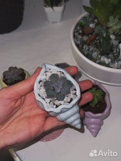 Суккуленты в горшочках