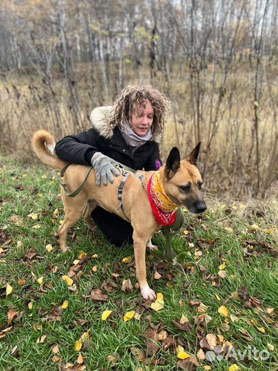 Красивая умная собака грустит в приюте