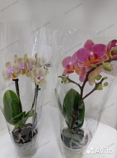 Орхидея фаленопсис Мини