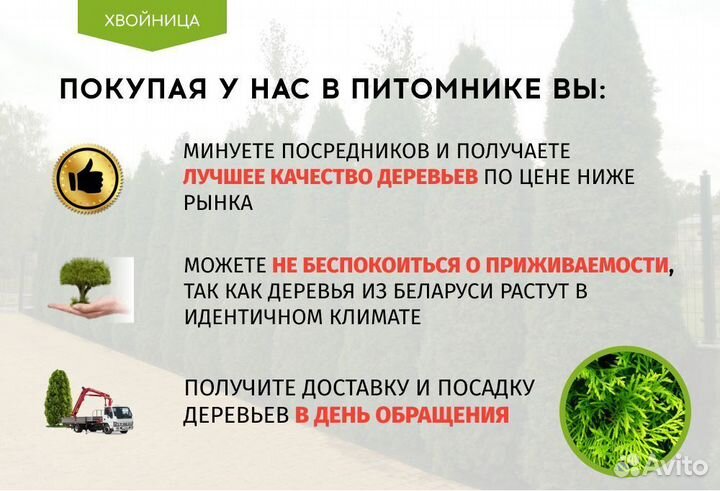 Туя сортовая Смарагд, Брабант,Колумна