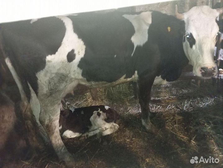 Первотелка с бычком