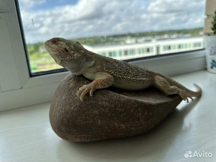 Бородатая агама малыши
