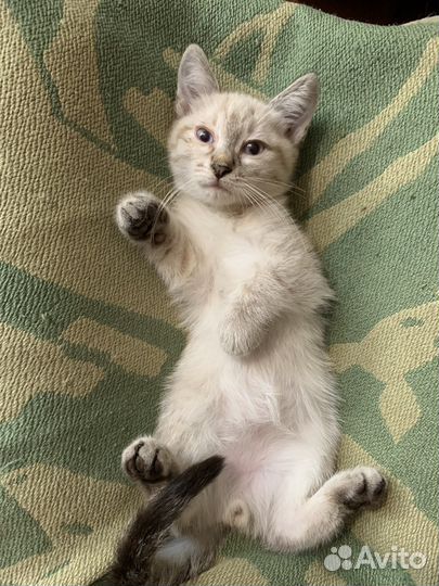 Необычайно красивые котята в добрейшие руки