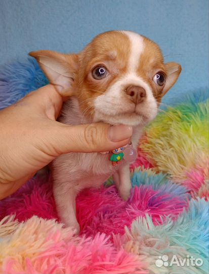 Девочка чихуахуа кобби типа